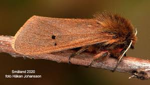 Attēlu rezultāti vaicājumam “Phragmatobia fuliginosa imago”