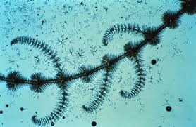 Attēlu rezultāti vaicājumam “Batrachospermum moniliforme”