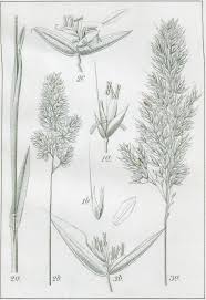 Attēlu rezultāti vaicājumam “Holcus mollis”