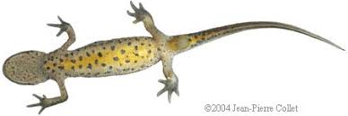 Attēlu rezultāti vaicājumam “Triturus vulgaris female”