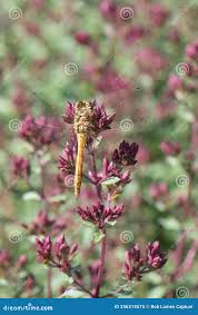 Attēlu rezultāti vaicājumam “Origanum vulgare bud”