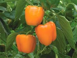 Afbeeldingsresultaat voor orange sun sweet pepper