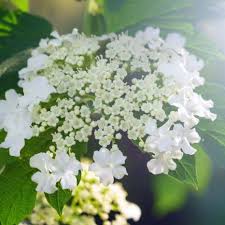 Attēlu rezultāti vaicājumam “Viburnum lantana”
