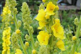 Attēlu rezultāti vaicājumam “Verbascum densiflorum leaf”