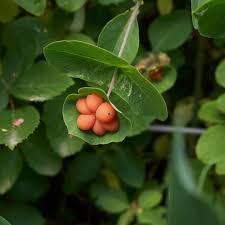 Attēlu rezultāti vaicājumam “Lonicera caprifolium fruit”