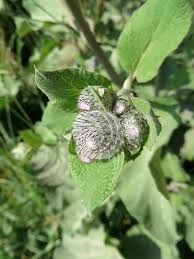 Attēlu rezultāti vaicājumam “Arctium tomentosum leaf”