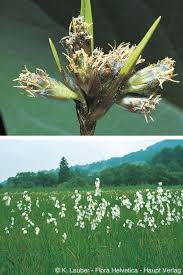 Attēlu rezultāti vaicājumam “Eriophorum gracile leaf”