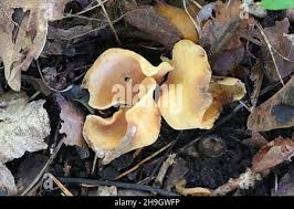 Attēlu rezultāti vaicājumam “Otidea onotica”