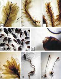 Attēlu rezultāti vaicājumam “Campylium stellatum sporophyte”