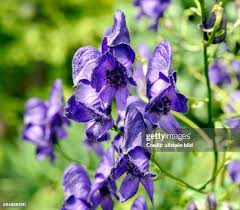 Image result for Eisenhut