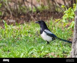 Attēlu rezultāti vaicājumam “Pica pica adult”