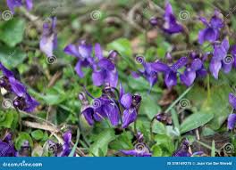 Attēlu rezultāti vaicājumam “Viola epipsila”