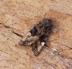 Attēlu rezultāti vaicājumam “Euplexia lucipara”