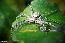 Attēlu rezultāti vaicājumam “Philodromus margaritatus”