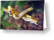 Attēlu rezultāti vaicājumam “Yponomeutidae”