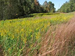 Attēlu rezultāti vaicājumam “Solidago canadensis”