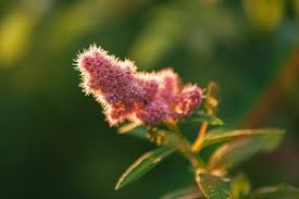 Attēlu rezultāti vaicājumam “Spiraea salicifolia flower”