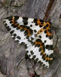 Attēlu rezultāti vaicājumam “Abraxas grossulariata larva”