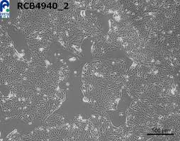 Attēlu rezultāti vaicājumam “Bryum funkii cells”