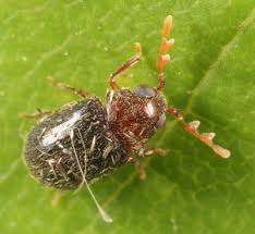 Attēlu rezultāti vaicājumam “Ptinus sp. male”