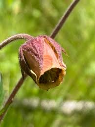 Attēlu rezultāti vaicājumam “Geum rivale flower”