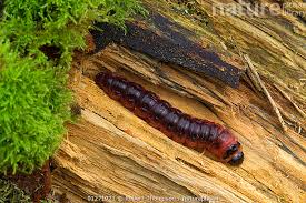 Attēlu rezultāti vaicājumam “Cossus cossus larva”