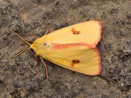 Attēlu rezultāti vaicājumam “Diacrisia sannio male”