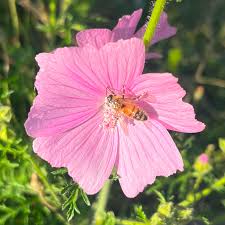 Image result for Malva moschata