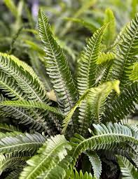 Attēlu rezultāti vaicājumam “Blechnum spicant”