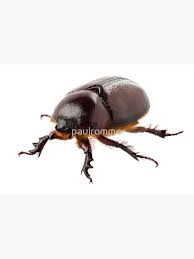 Attēlu rezultāti vaicājumam “Oryctes nasicornis”