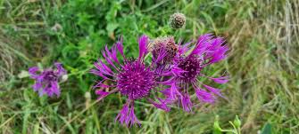 Attēlu rezultāti vaicājumam “Centaurea scabiosa flower”