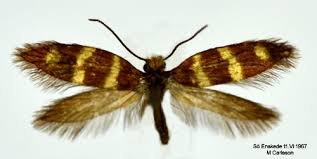 Attēlu rezultāti vaicājumam “Micropterix aureatella”