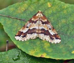 Attēlu rezultāti vaicājumam “Erannis defoliaria”