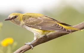 Attēlu rezultāti vaicājumam “Oriolus oriolus”