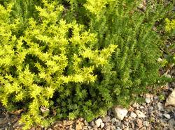 Attēlu rezultāti vaicājumam “Sedum sexangulare leaf”