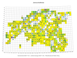 Attēlu rezultāti vaicājumam “Juncus nastanthus”