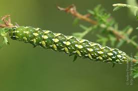 Attēlu rezultāti vaicājumam “Anarta myrtilli”