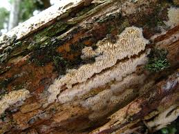 Attēlu rezultāti vaicājumam “Anomoporia bombycina”