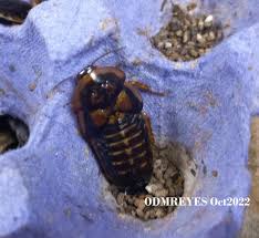 Attēlu rezultāti vaicājumam “Badhamia dubia macro”