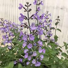 Attēlu rezultāti vaicājumam “Nepeta x faassenii leaf”