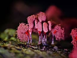 Attēlu rezultāti vaicājumam “Arcyria denudata macro”