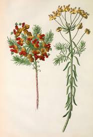 Image result for Wolfsmilch