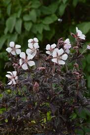 Image result for Geranium pratense