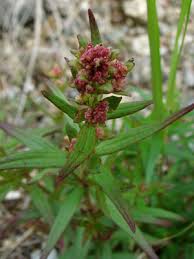 Attēlu rezultāti vaicājumam “Galium boreale bud”