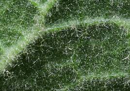 Attēlu rezultāti vaicājumam “Verbascum thapsus leaf”