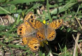 Attēlu rezultāti vaicājumam “Lasiommata megera underside”