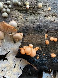 Attēlu rezultāti vaicājumam “Lycogala cf. fossiculatum young”