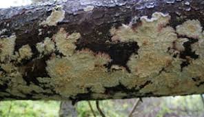 Attēlu rezultāti vaicājumam “Phlebia serialis”