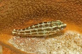 Image result for Chlorurus sordidus