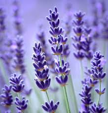 Attēlu rezultāti vaicājumam “Lavandula angustifolia”